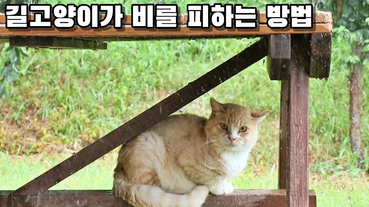 소나기를 피하는 길냥이들 | 시원한 빗소리