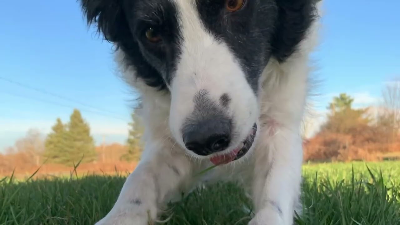 @KevinKeating44 Cold Wet Nose (Teala's Song) - original