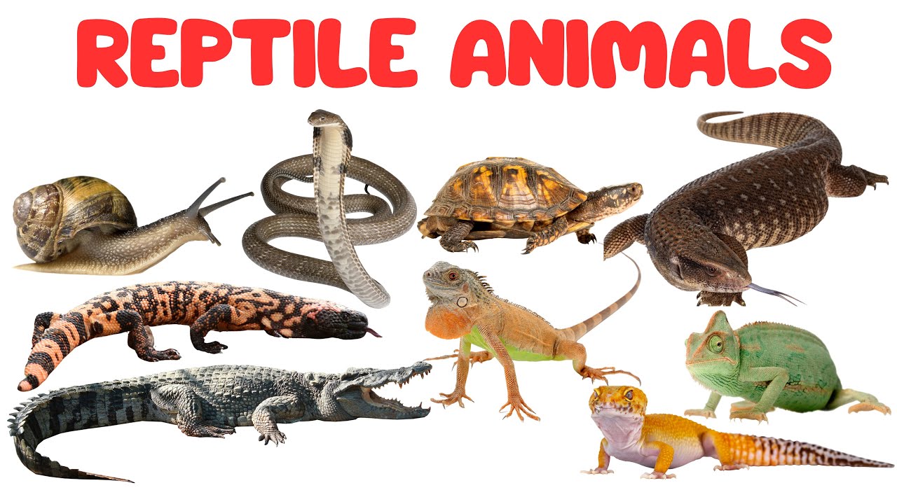 Reptile Animals for Kids | Learn Reptile Names in English