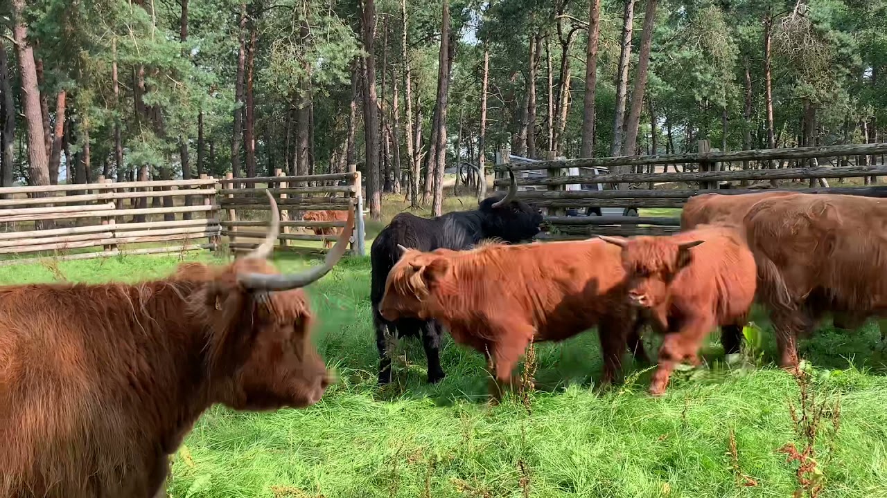 Bloedafname bij Schotse Hooglanders