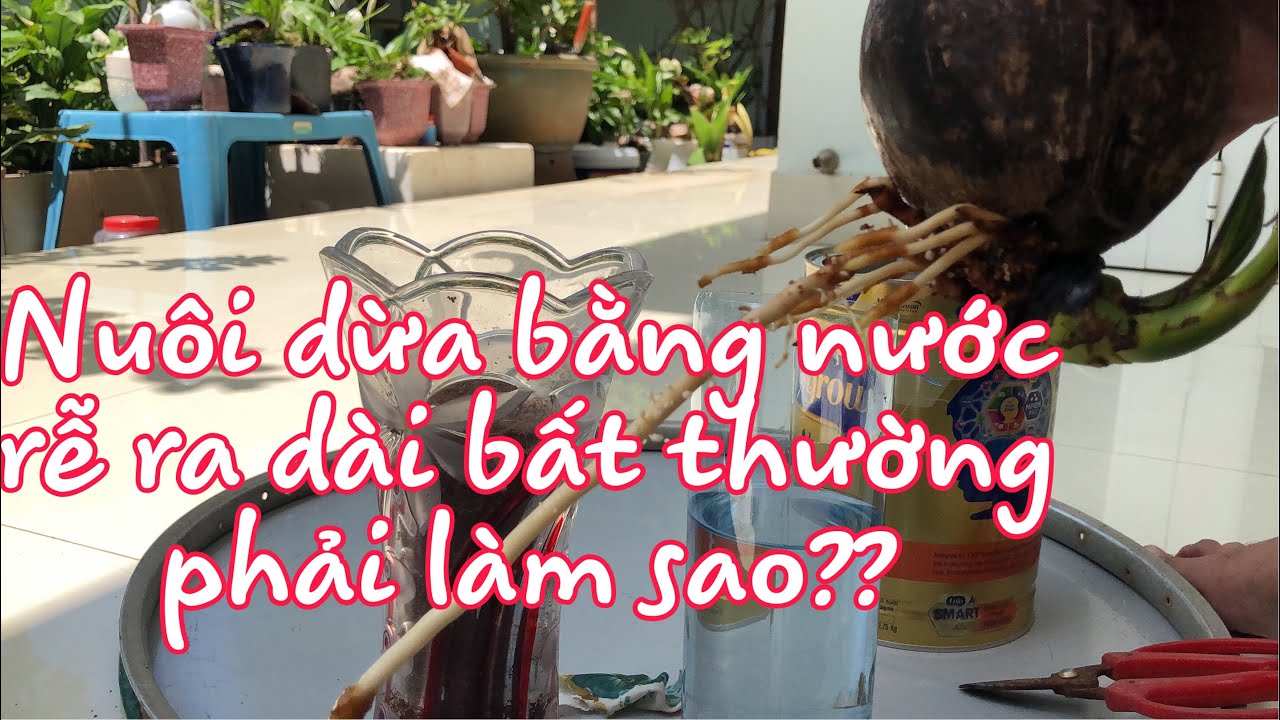 How to grow coconut-bonsai in the water p3( Ươm dừa bonsai p3)