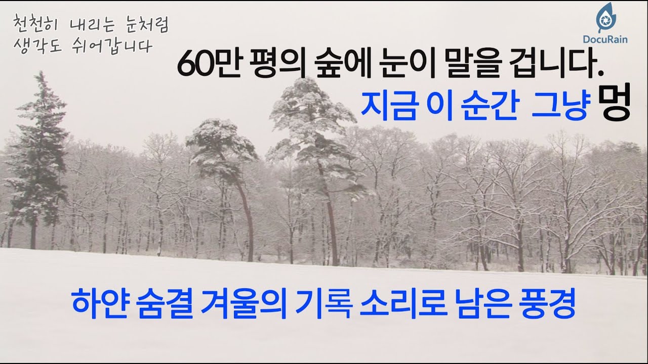 60만 평의 멍때리기 숲에 눈이 말을 겁니다  동구릉, 눈꽃이 머무는 시간 11분  소리로 남은 풍경  #눈 #설경 #자연다큐 #소리 #다큐레인 #동구릉 #자연소리 #미디어주노