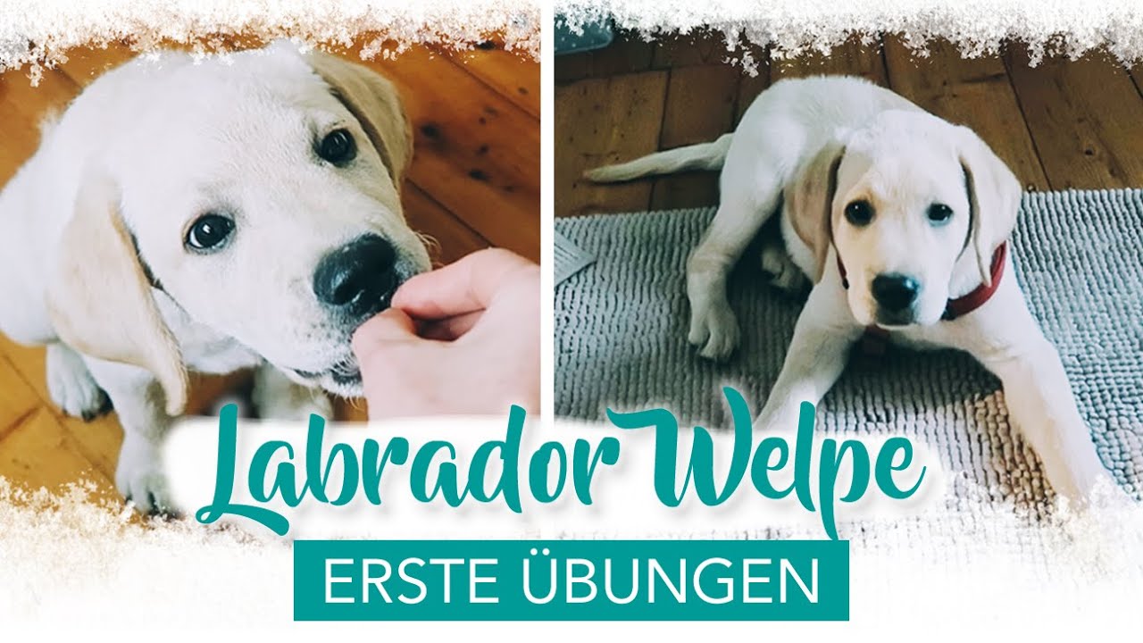 Training mit Labrador Welpe | Erziehung |Deckentraining | Beißhemmung | Ruhe üben | WELPENERZIEHUNG