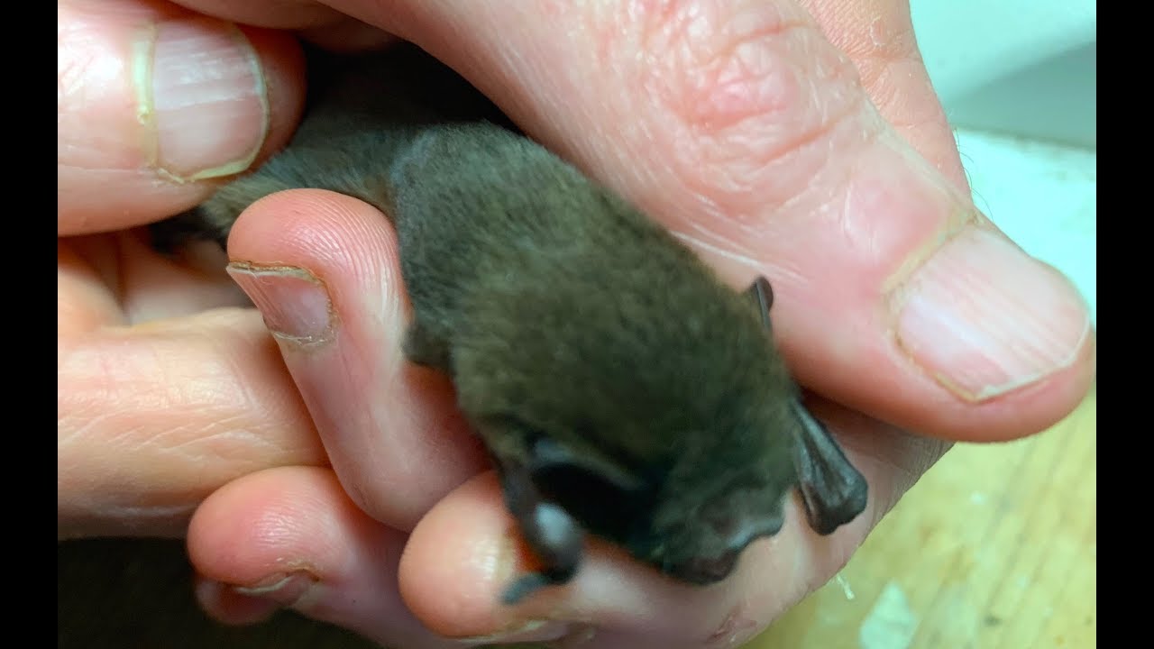 Rescuing a stowaway microbat:  this is Chockie