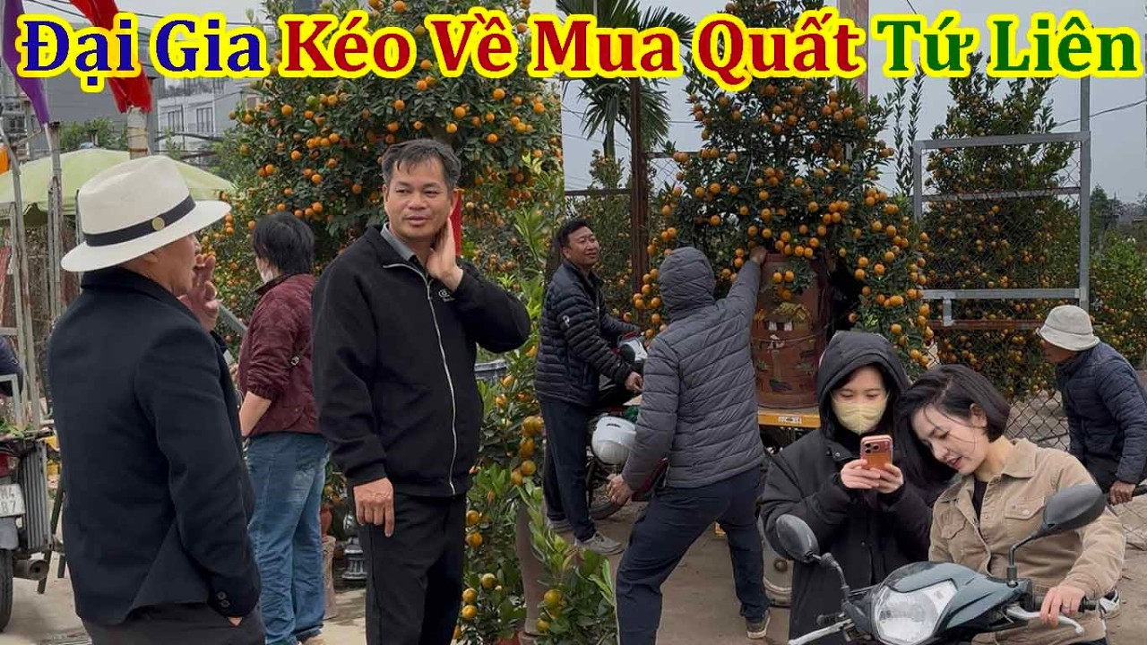 Toàn Cảnh Đại Gia Săn Quất Tứ Liên Nhộn Nhịp Chưa Từng Thấy