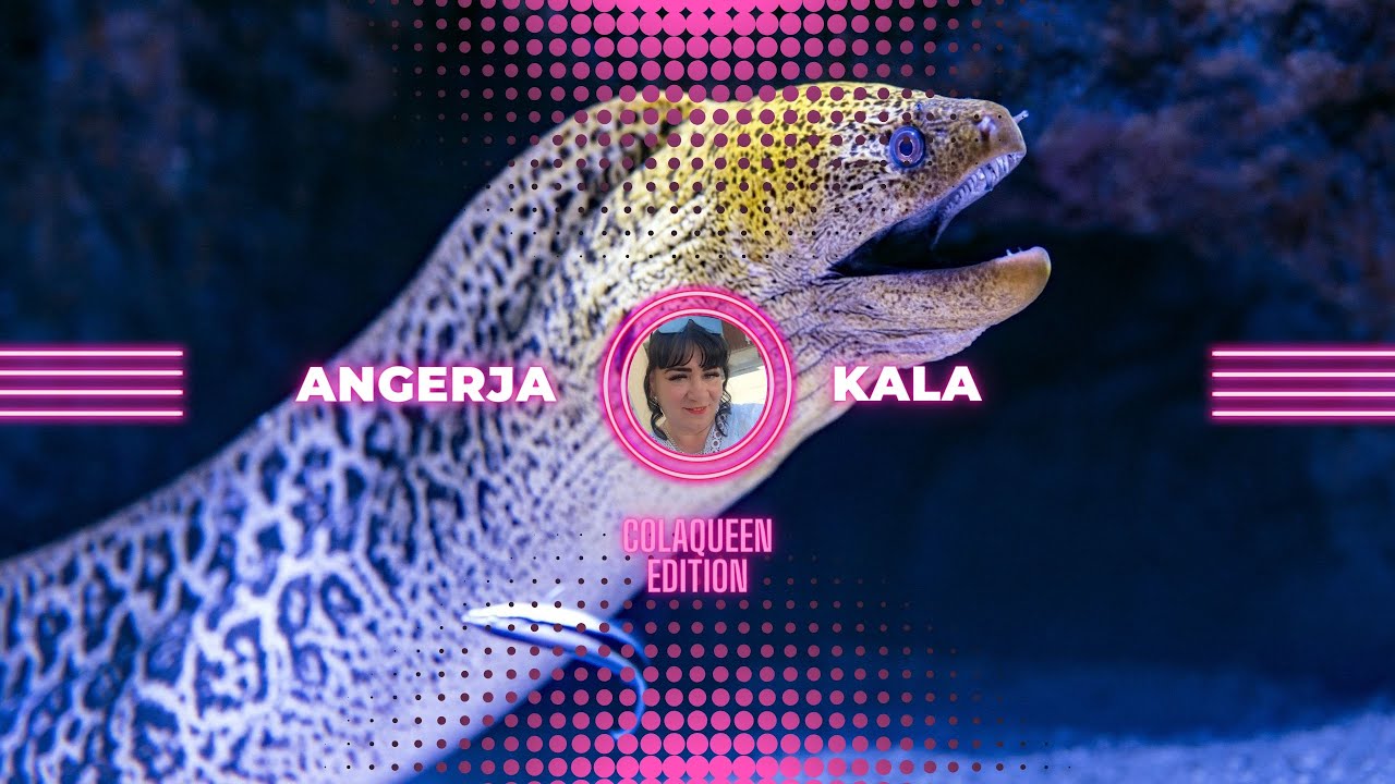 colaqueen edition - angerja kala