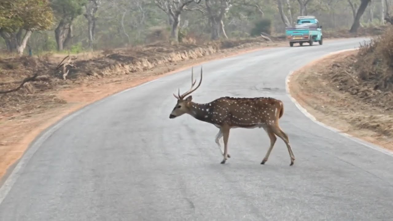 Bandipur to Mudumalai Wildlife experience 