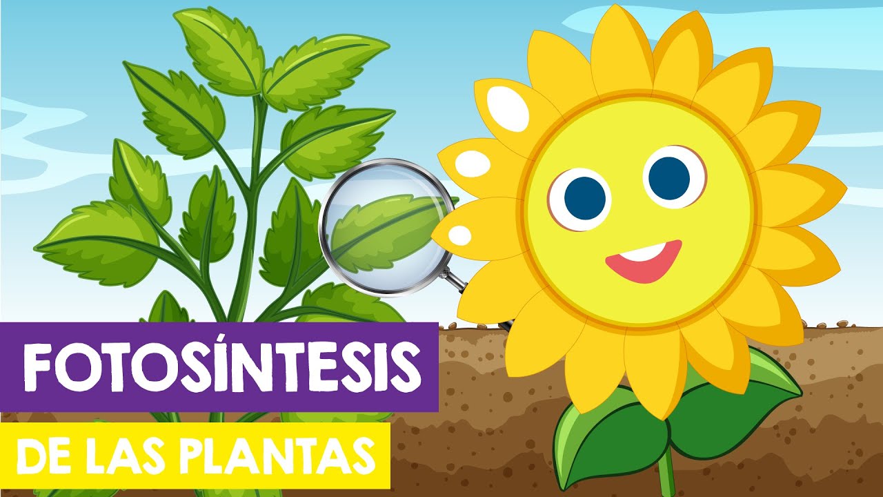 La FOTOSINTESIS DE LAS PLANTAS para niños | La FOTOSINTESIS para niños 🌻🍀
