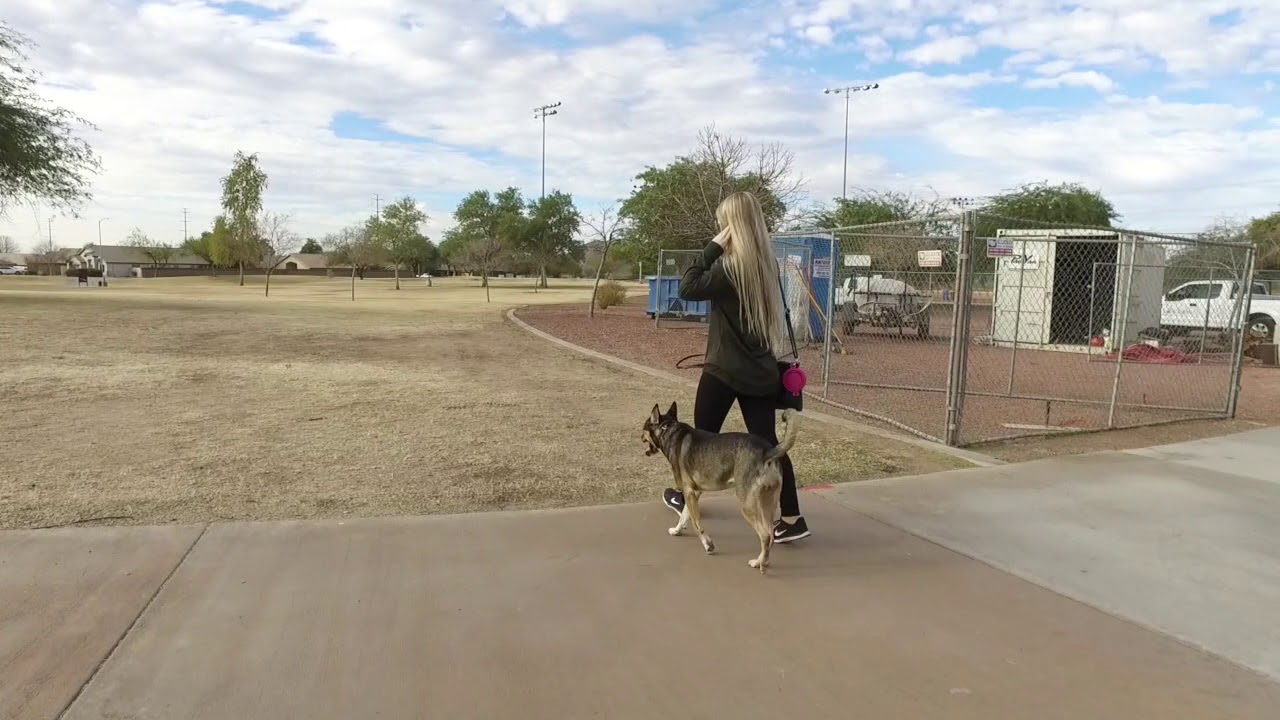 Pulling and Lunging dog Best Dog Trainers Phoenix