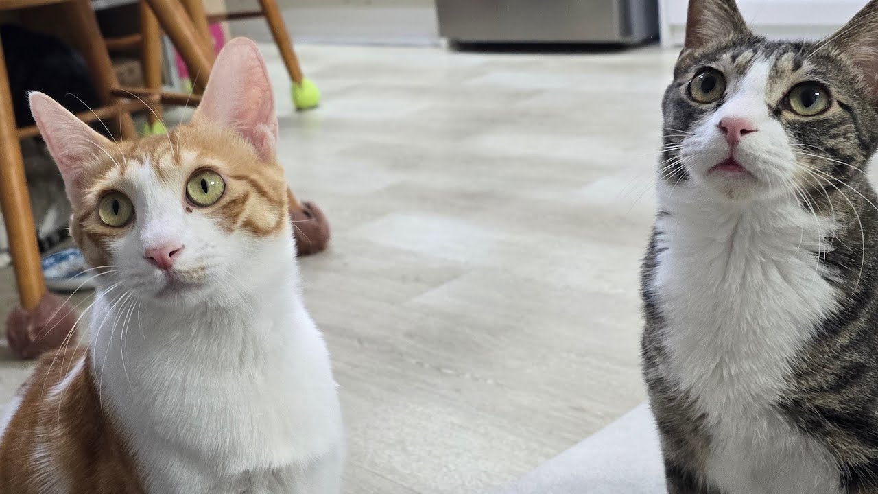 천사네 토요라방