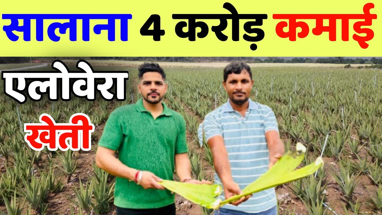 1 बार खेत में लगा दो 5 साल कमाई होती रहेगी किसानों की किस्मत बदल देने वाली खेती | aloe vera ki kheti