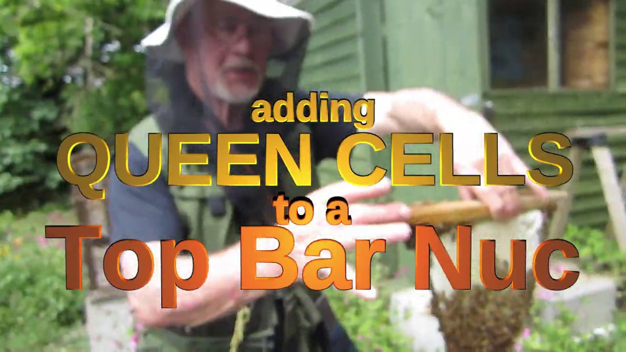 Adding queen cells to a top bar nucleus