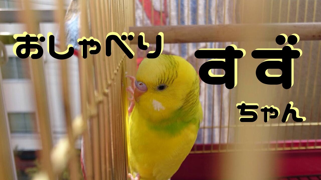こんなに喋るのか！！天然ドジの大阪弁セキセイインコSuzu記録（１才９ヶ月までの記録
