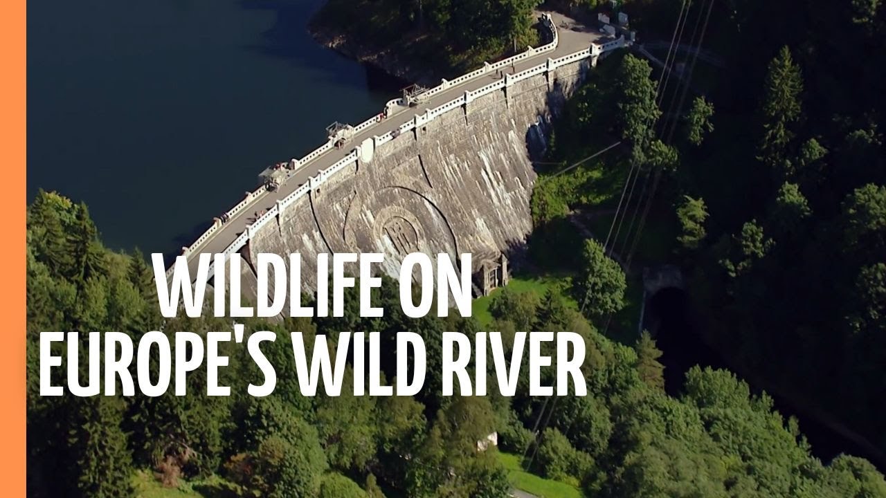 Fascinating Wildlife on Europe's Wild River - The Elbe