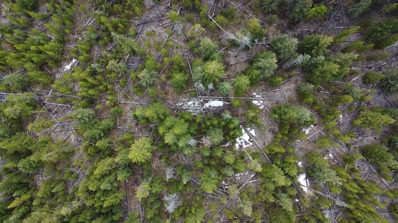 Remembering Flight 21 — Tail Section Remains near 100 Mile House, B.C.