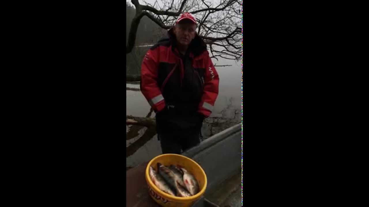 Okonie z Kośna