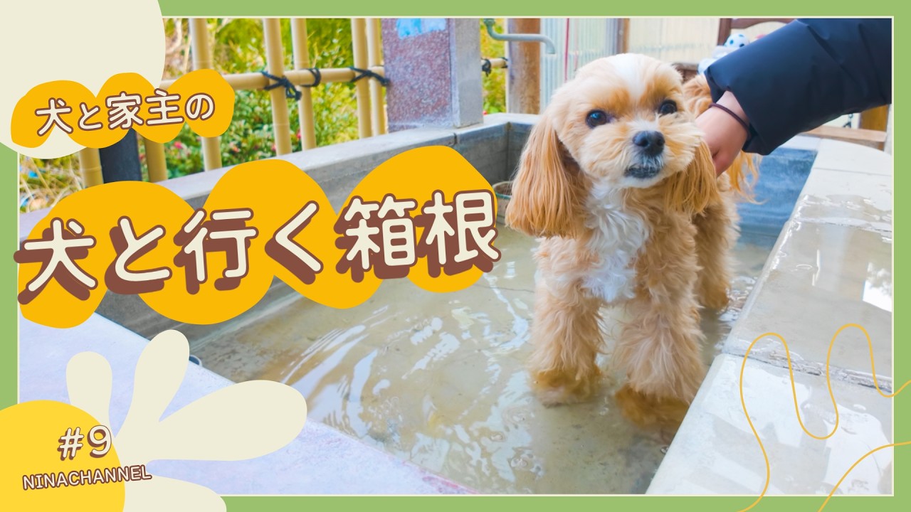 犬と箱根観光してみたら色々あった🐶【犬旅】