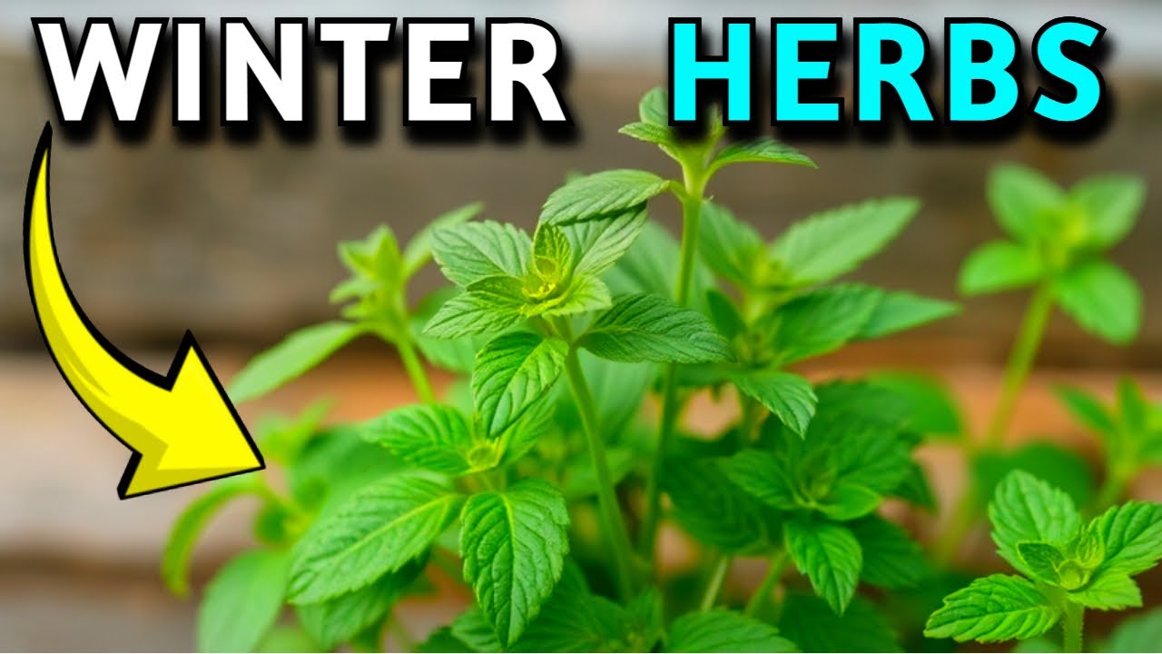 HOW TO Get Your HERB GARDEN Ready For WINTER