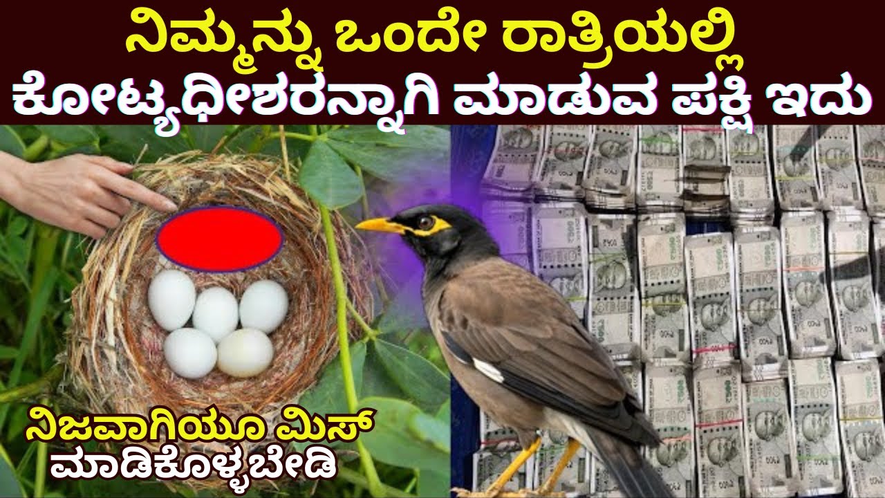 ಒಂದೇ ರಾತ್ರಿಯಲ್ಲಿ ಕೋಟ್ಯಧೀಶರನ್ನಾಗಿ ಮಾಡುವ ಪಕ್ಷಿಇದು |