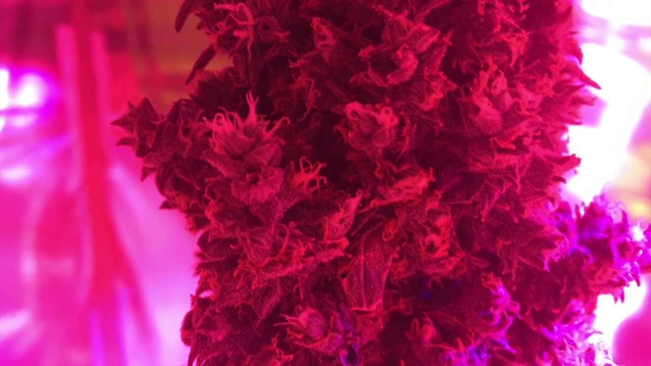 Auto Gorilla OG and Blue Auto Mazar Marijuana Photo Slideshow (2nd Autoflower Indoor Grow)