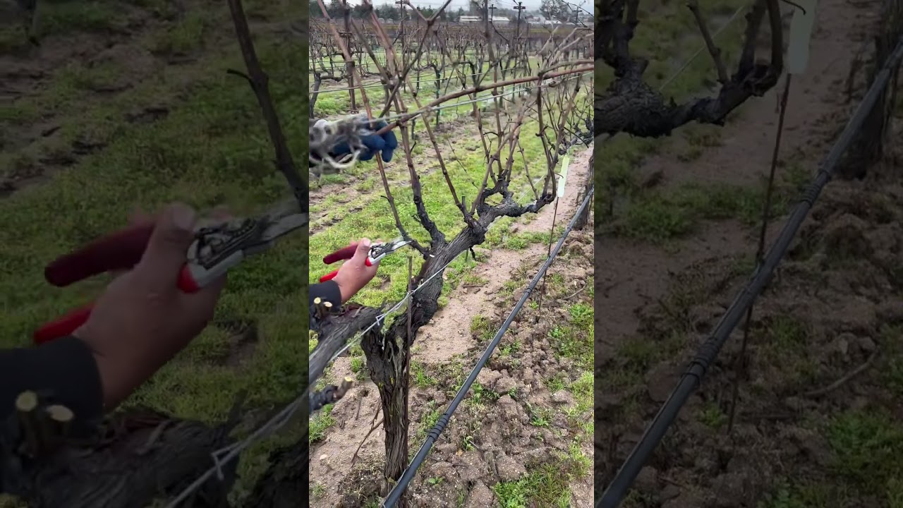 poda de uva para vino #poda #pruning