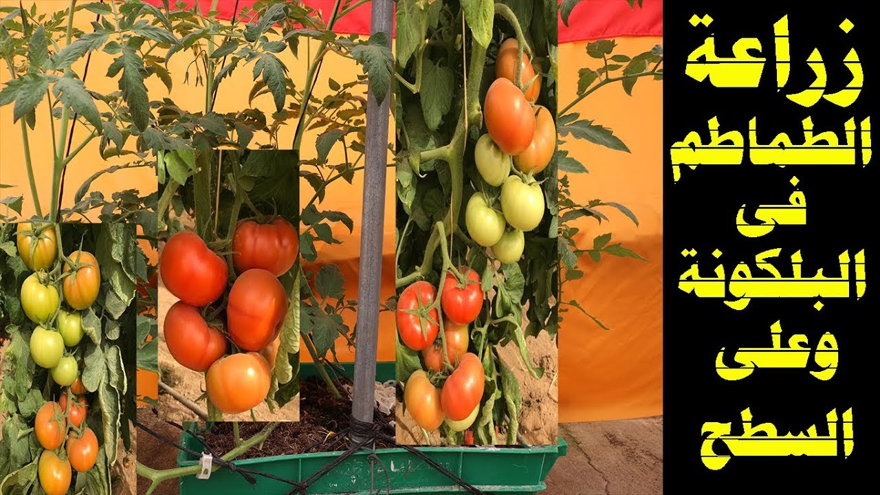 زراعة الطماطم في المنزل | How to grow tomato at home