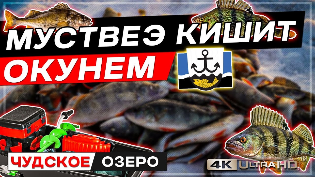 Муствеэ кишит окунем Чудское озеро зимняя рыбалка