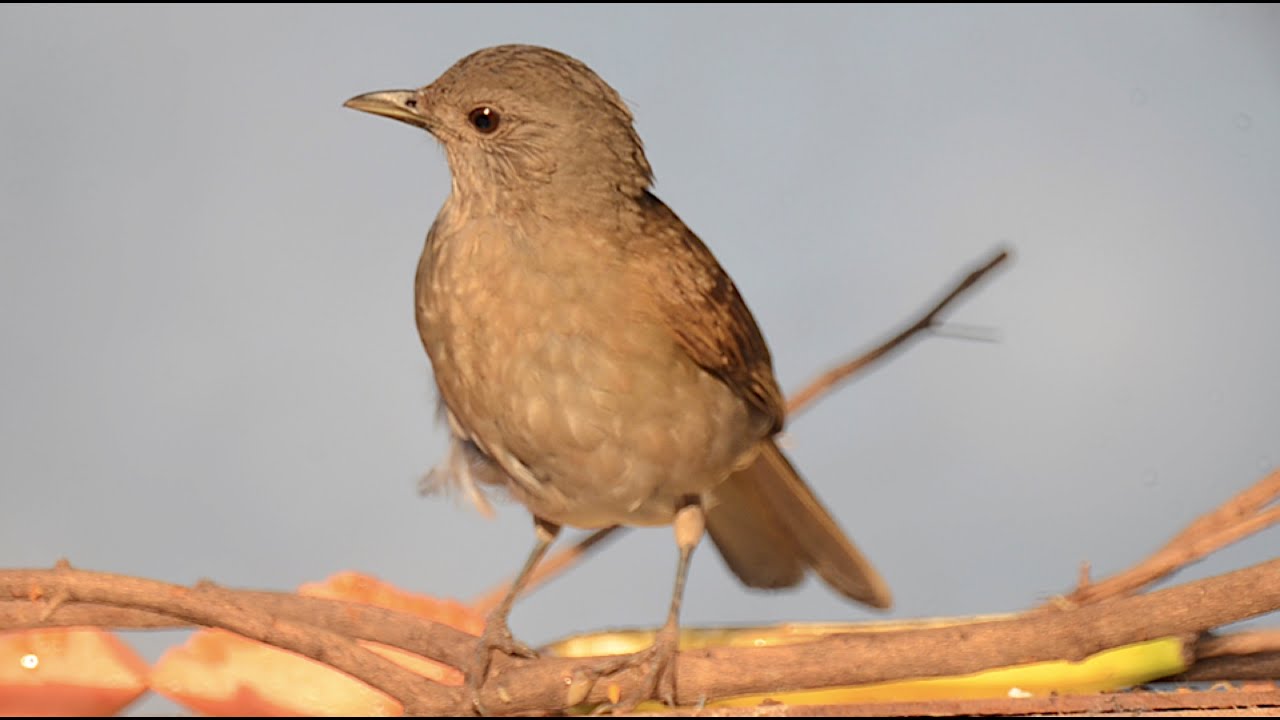 Canto do Sabiá. Pale-breasted Thrush bird singing. Turdus leucomelas.