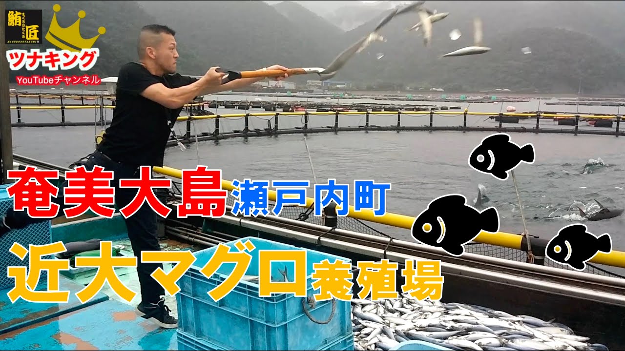 【近畿大学最大のマグロ養殖拠点に潜入】奄美実験場　巨大クロマグロと遭遇！