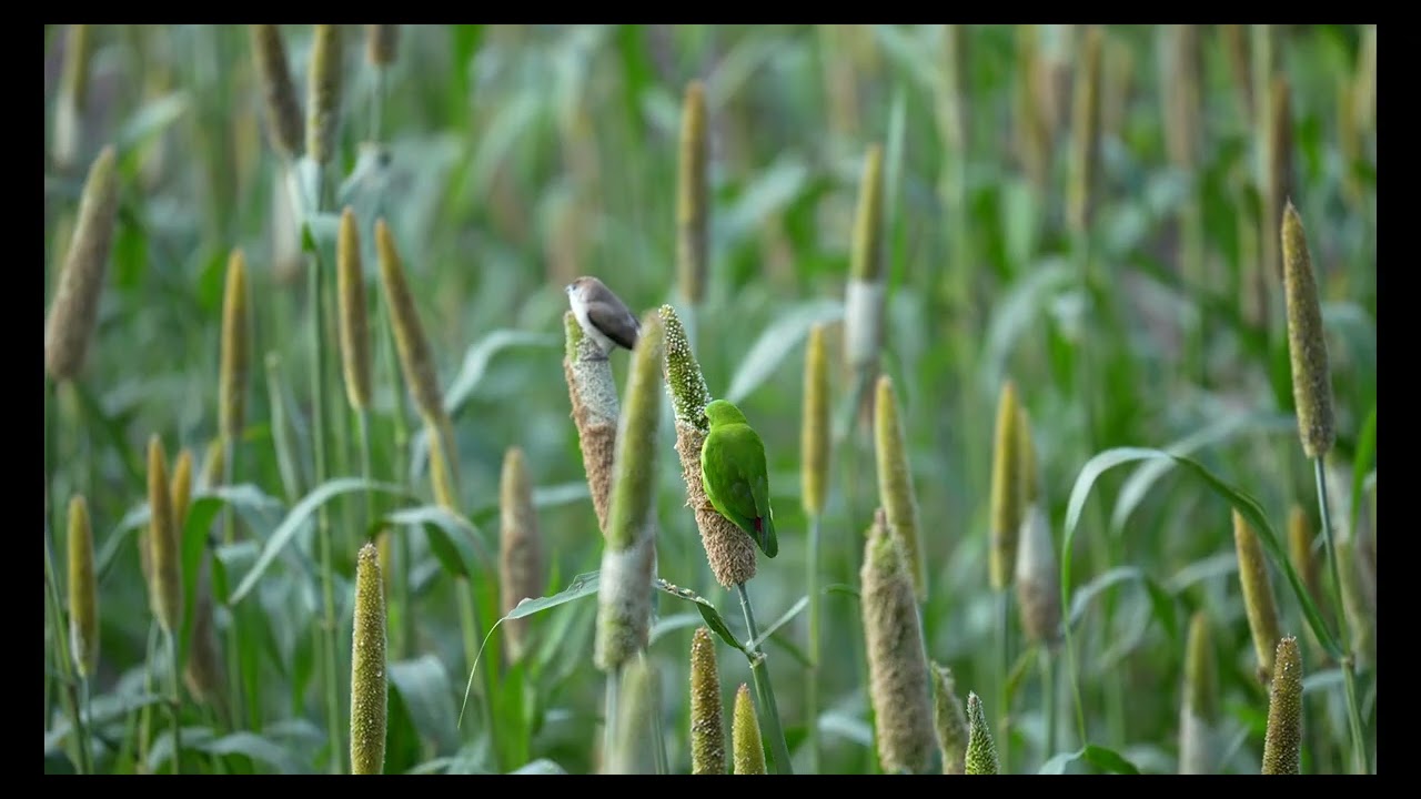 Shelar Farms Birding - Famous for Vernal Hanging Parrots - 2025