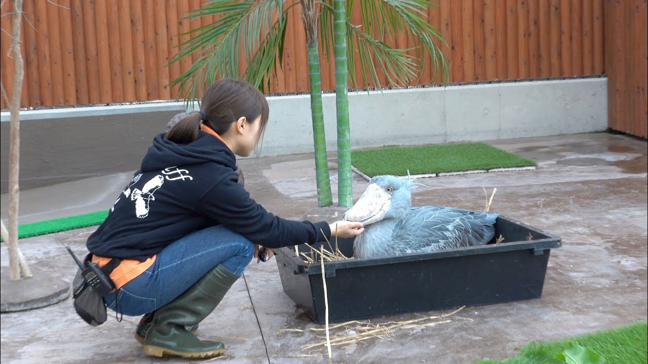 お姉さんに可愛がってもらうハシビロコウ【11月のふたば2】Shoebill and caretaker