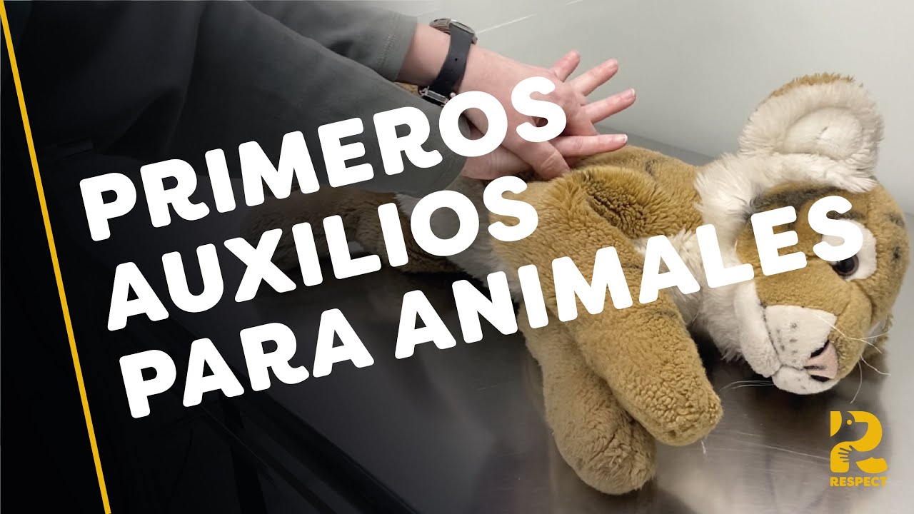 APRENDE Primeros Auxilios BÁSICOS para perros y gatos de una veterinaria. Cómo hacer RCP a tu animal