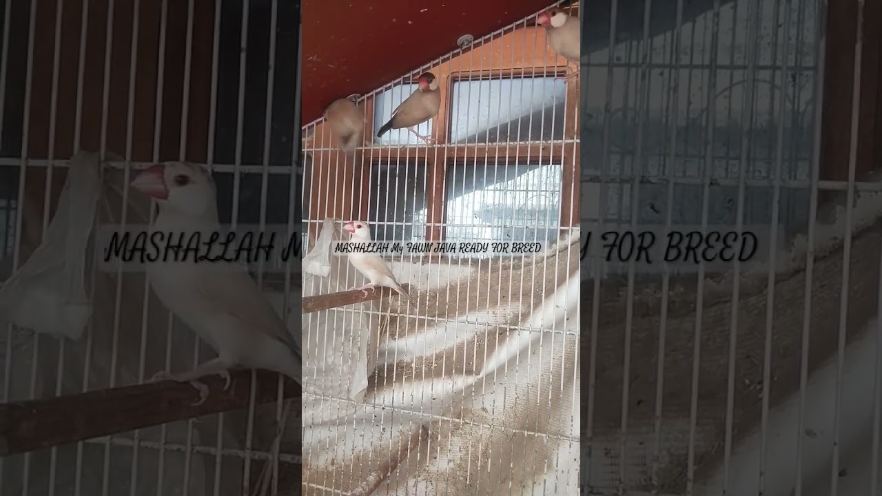 Fawn Java Breeding Season start | Fawn Java Sparrow ready to breed