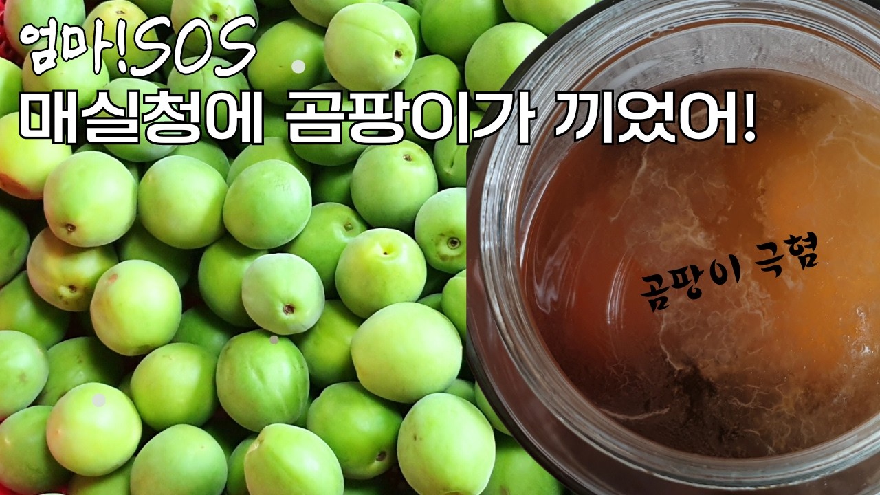 팁 8가지! 매실청은 곰팡이와의 전쟁이었나?
