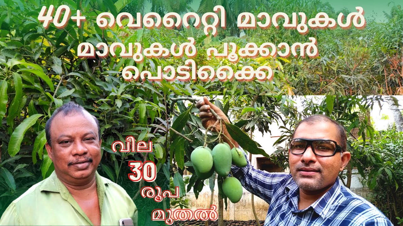 40+ വെറൈറ്റി മാവുകൾ. മാവുകൾ പൂക്കാൻ പൊടിക്കൈ Mango Tree Malayalam Kurissingal Nursery Puthukkad
