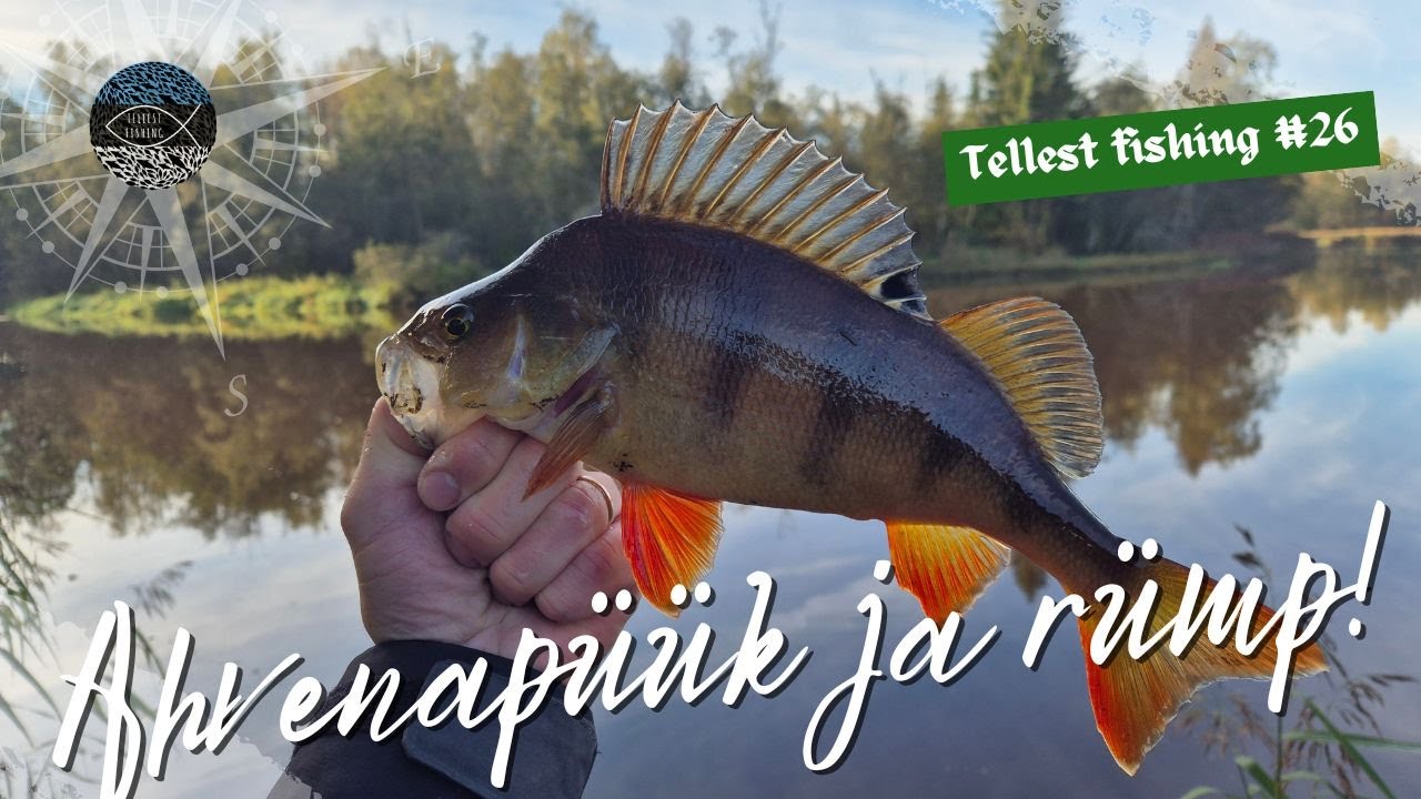 Ahvenapüük Pärnu jõel ja rümba tegemine