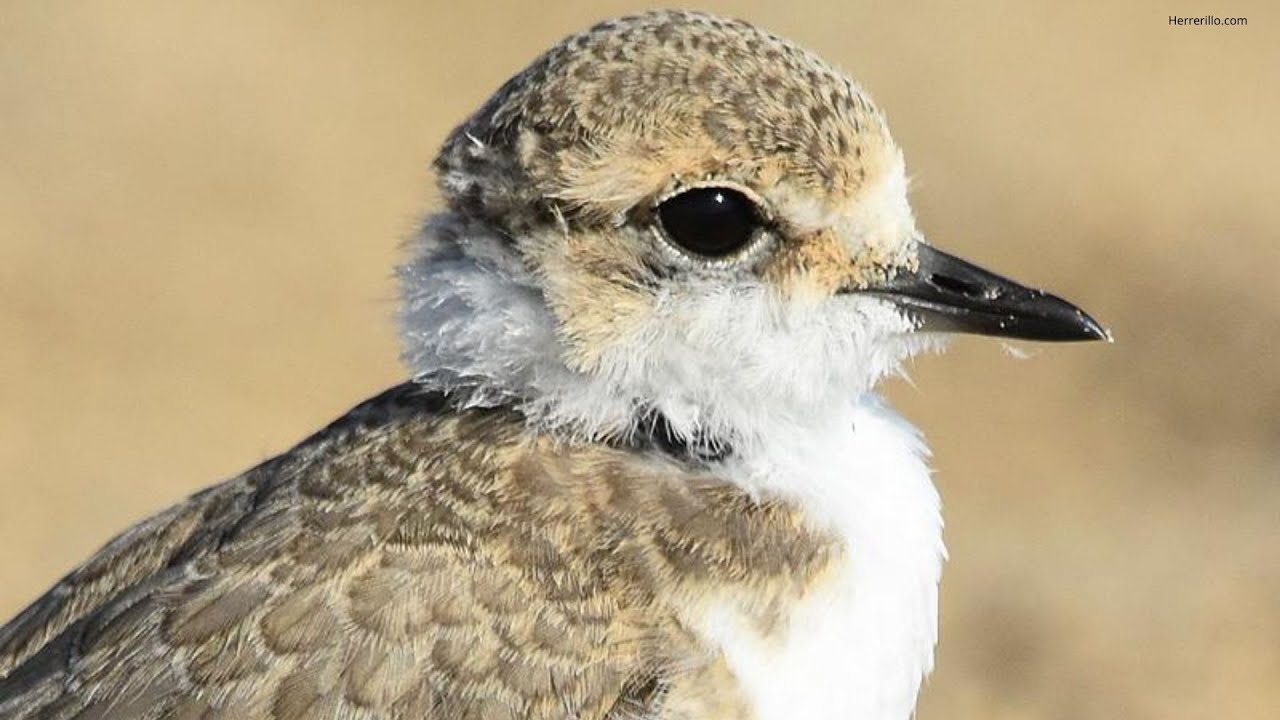 Tallers telem&agrave;tics. FAUNA AUT&Ograve;CTONA, el corriol camanegre (Charadrius alexandrinus).