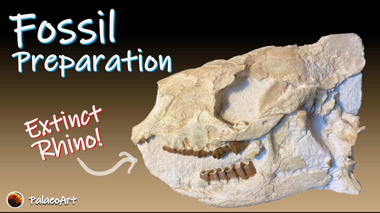 Fossil Preparation - Hyracodon, Oligocene, South Dakota
