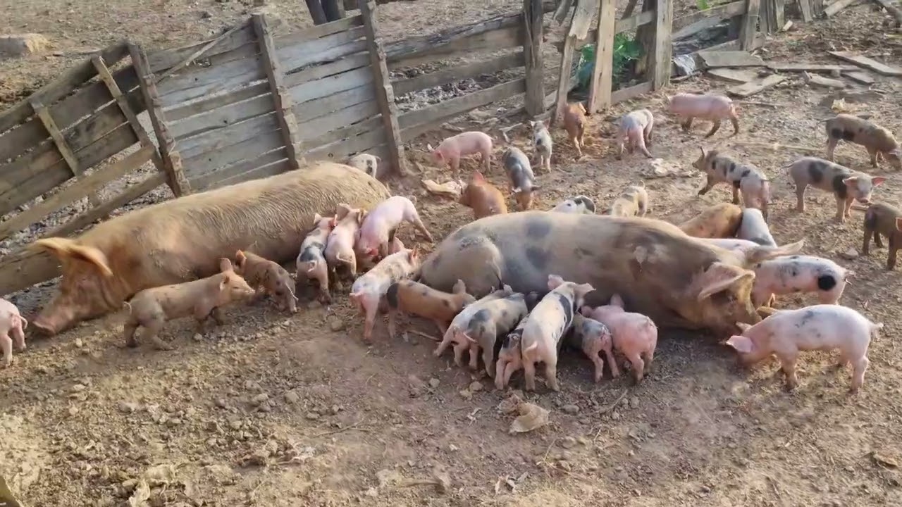 Primeira cria das minhas leitoas!