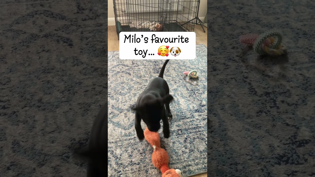 Milo&rsquo;s Favourite Toy! 🥰🐶