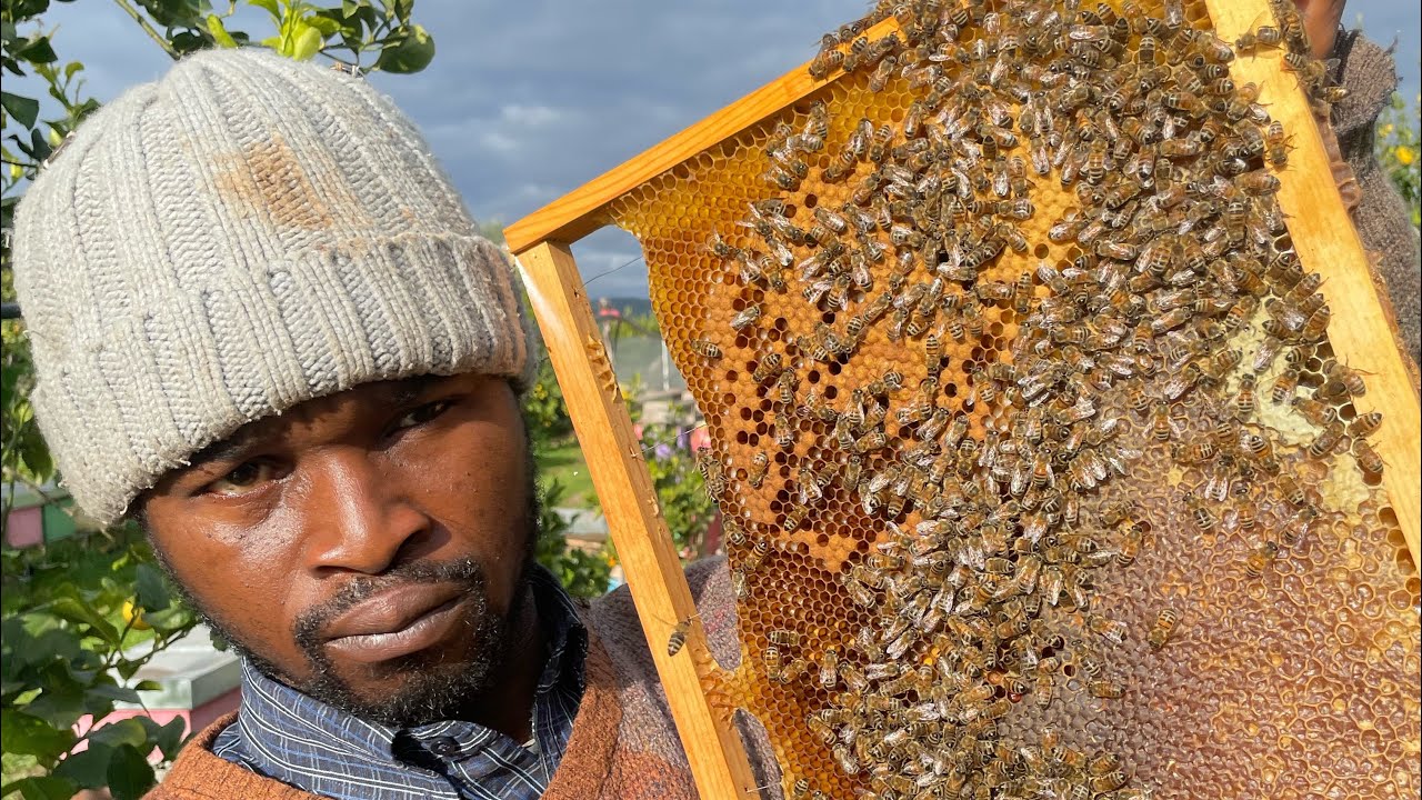 Harvesting lemon in front of bee hives 🐝