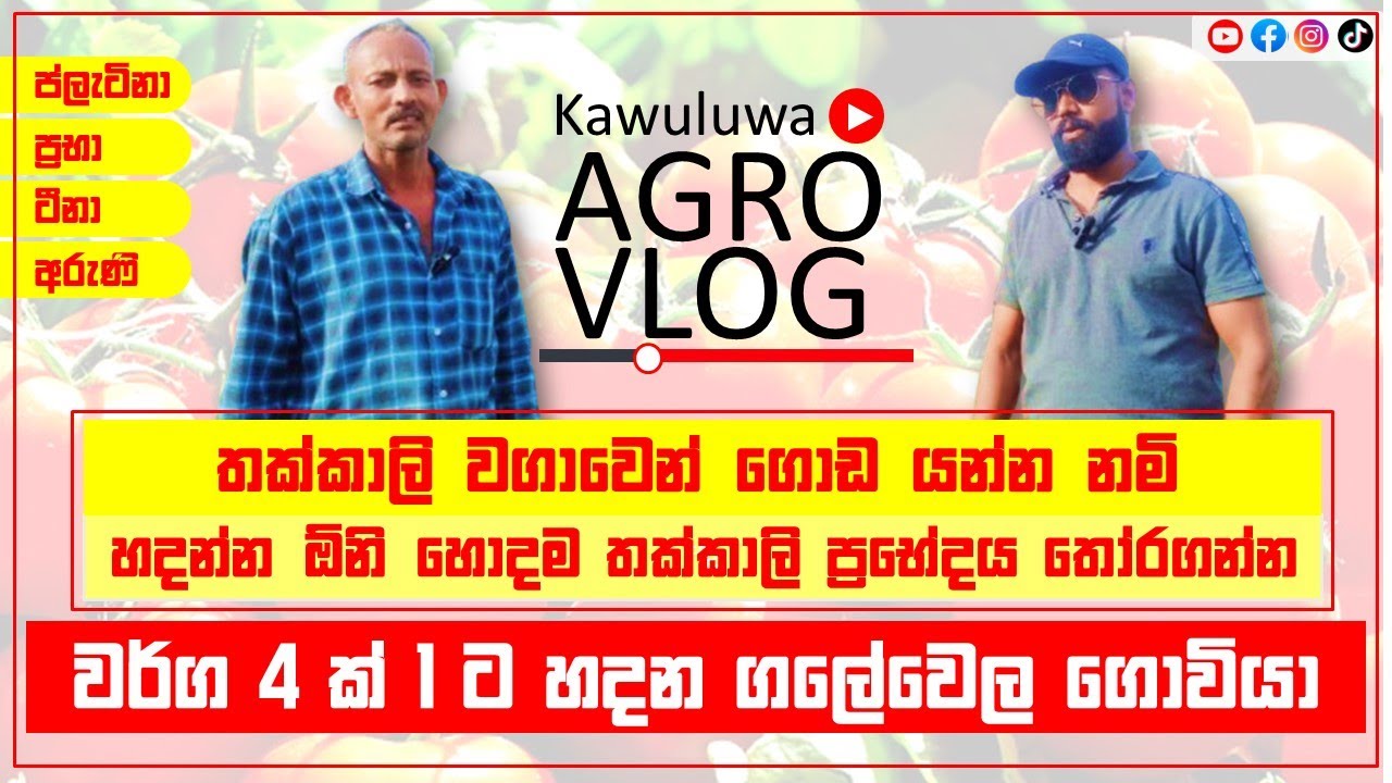 How to Select the Best Variety for Tomato Cultivation තක්කාලි වලින් ගොඩ යන්න හොදම  ප්&zwj;රභේදය තෝරමු