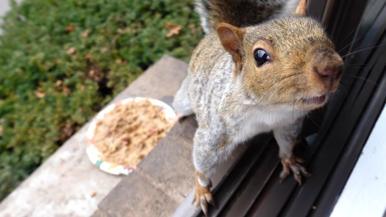 I've never seen a squirrel so excited to see me again