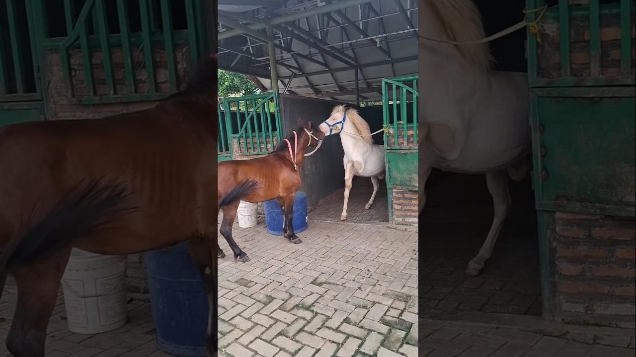 Kuda nya lagi berantem