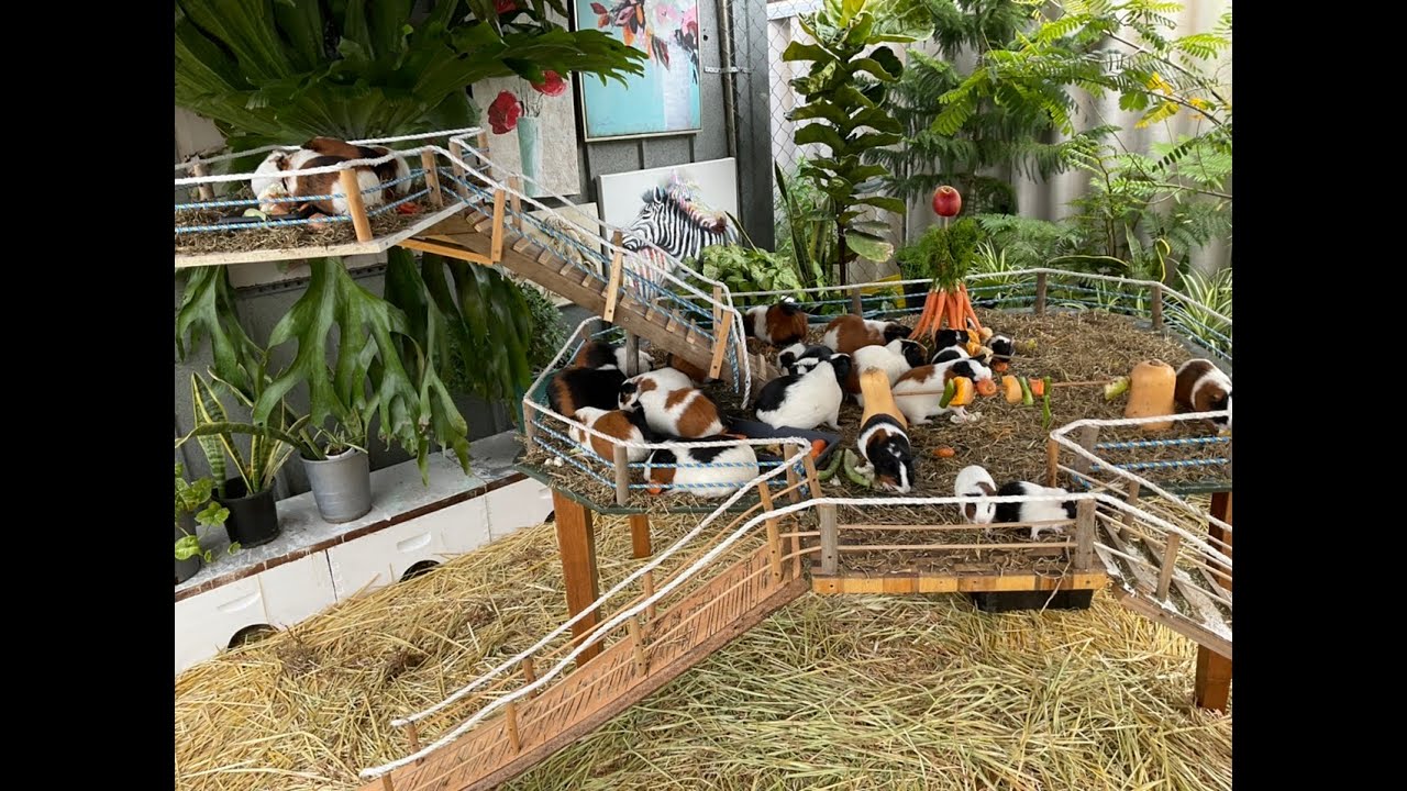 Baby Guinea pigs feeding with the big ones