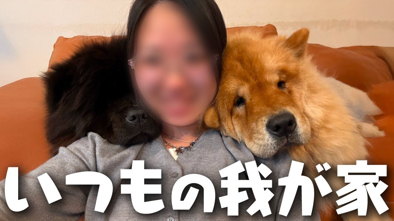 大型犬6匹と暮らす年の瀬を見せます【チャウチャウ・秋田犬・ボーダーコリー・ラブラドールレトリバー】【多頭飼い】