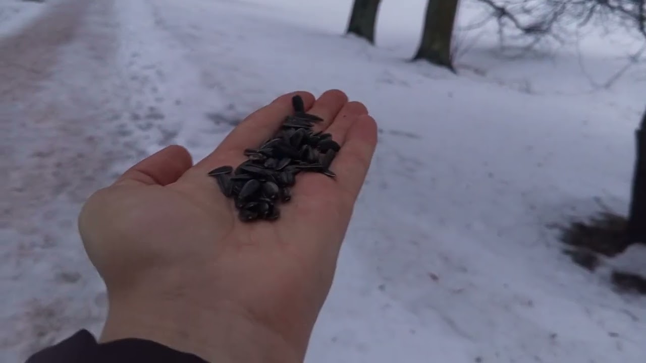 Поползень