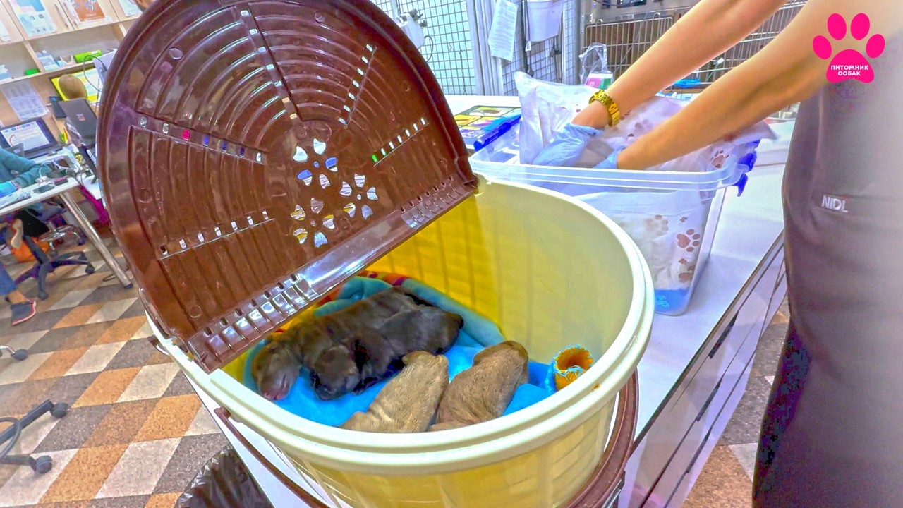 Мы ОЧЕНЬ ждали этих щенков...