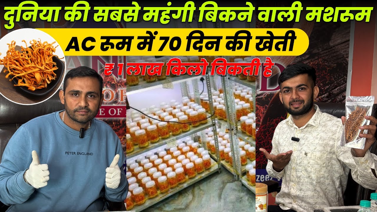 70 दिन में Mushroom से Lakho कमाई,Kida jadi खेती Business Plan,Cordyceps Milltries Mushroom 