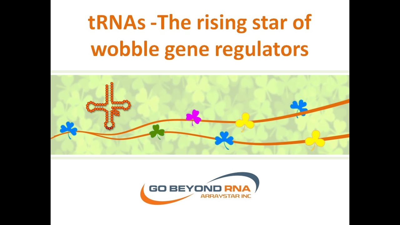 tRNAs: The rising star of wobble gene regulators